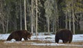 The conflict of two brown bears for domination Royalty Free Stock Photo